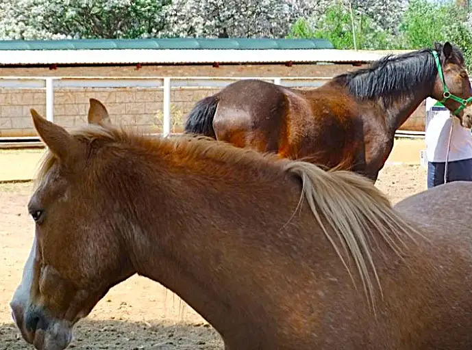 Equine 2