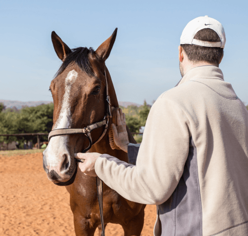 equine